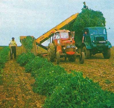 The pea-viner harvests the crop ready for processing. The peas are separated by the viner from the vines and pods and are delivered to a collecting chamber from where they are transferred to boxes for transport to the factory.