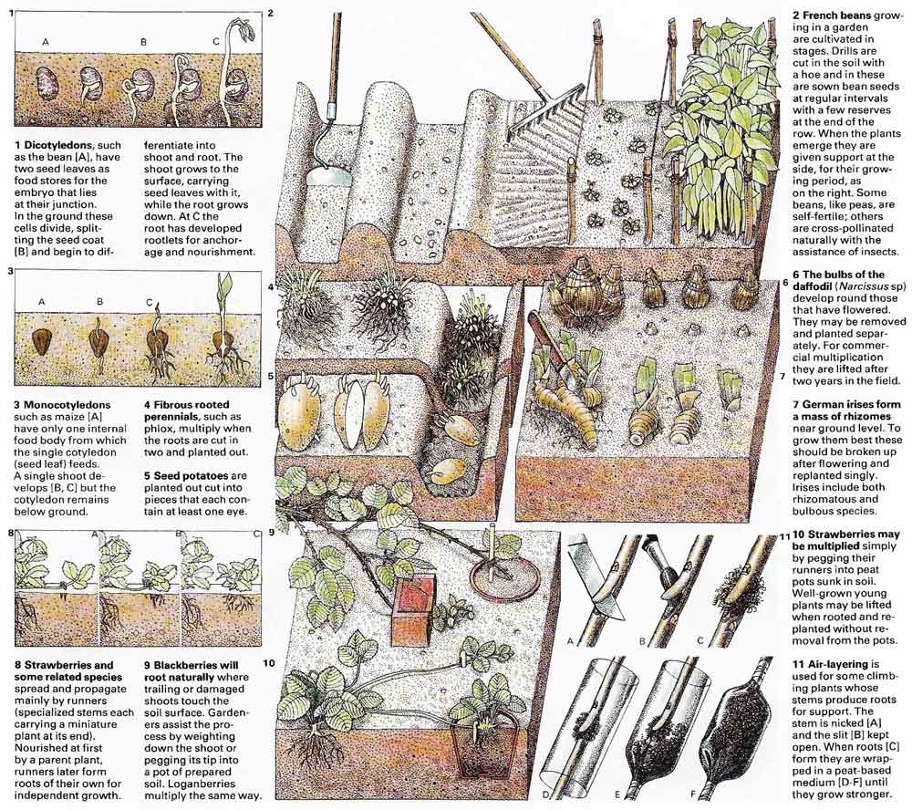 plant propagation