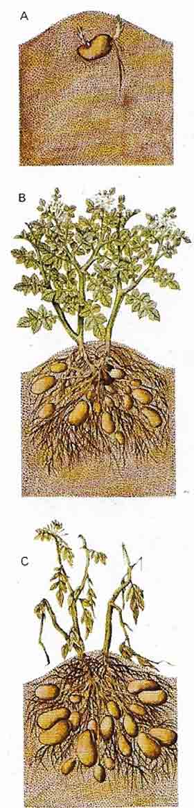 Growth of a potato plant