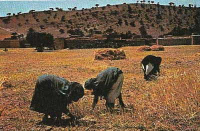Primitive agriculture involves the whole family in the task of providing enough food for subsistence.