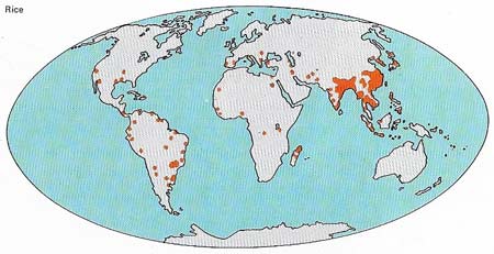 The river deltas ad plains of China and southwest Asia are the main rice-producing areas of the world and up to three or four crops a year are taken off many fields, although this practice soon depletes the soil.