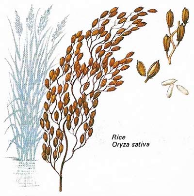 Rice (Oryza sativa) is the basic food grain is densely populated monsoon Asia.