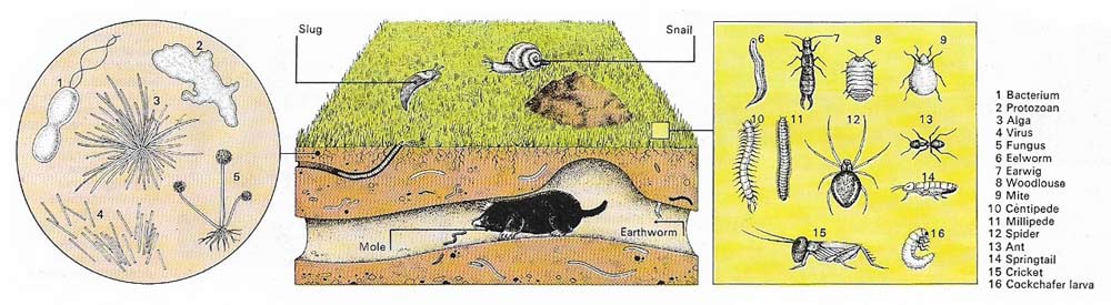 The soil is a complex ecosystem. A square meter of fertile soil teems with more than 1,000 million individual forms of life, from microscopic organisms to insects, worms, and large animals such as burrowing rodents. In the steppes, for example, these include marmots, susliks, hamsters, and molerats.