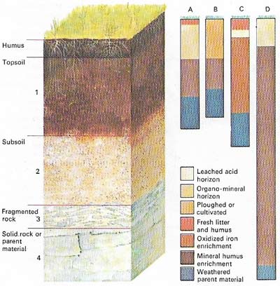 The profile of the soil reaches down from the most recently deposited topsoil to the parent bedrock revealing the various recognizable layers or horizons.
