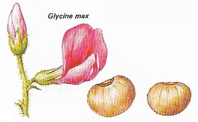 The flowers of the soya bean can vary from pure white to light purple.