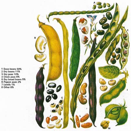 Peas and beans are vital parts of the staple diet in many parts of the world, whether for human consumption or as a prime feed protein for cattle.