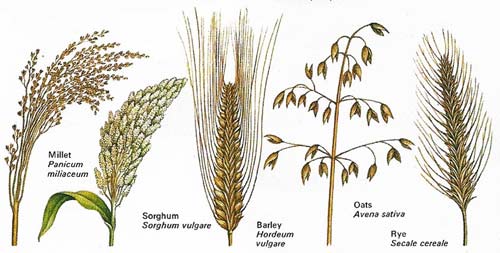 One of the oldest cultivated small grains in the world is millet (Panicum miliaceum), which is grown in tropical Africa.