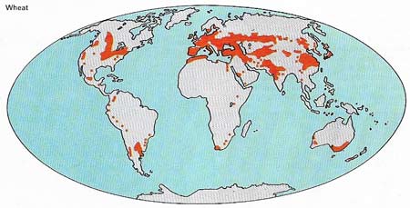 Europe, excluding the USSR, grows about a quarter of the total wheat crop and the yields are the highest in the world.