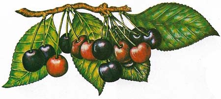 The cherry is a type of fruit known as a drupe, which takes the form of a single seed surrounded by fleshy fruit. Cherries date from Roman times and the one shown is the black Early Rivers variety.