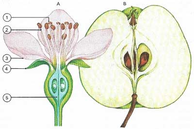 Apple blossom, when examined, shows features typical of an angiosperm flower.