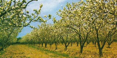 Commercial apple orchards in England are found throughout the region south of a line joining the Mersey and the Wash. Most cider apples are grown in the West Midlands and in the West Country.