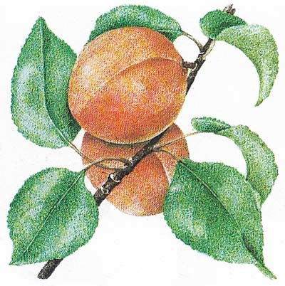 The apricot also belongs to the genus Prunus but is less hardy than the plum, requiring protection from frost and fungal diseases. The yellow and orange-colored fruits are rich in sugar and contain iron and vitamin A.