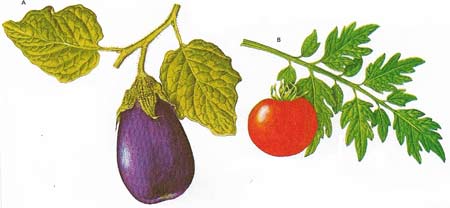 Tropical vegetables that now have a wide distribution are the aubergine (A) and the tomato (B); they are fruits developed from flowers.