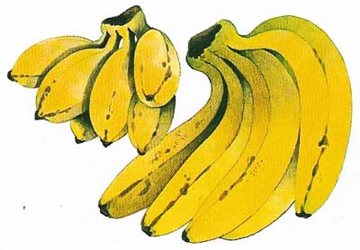 The banana was one of the first fruits to be cultivated by man and is believed to have originated in the Asian tropics.