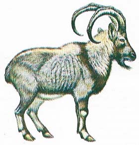 The bezoar (Capra hircus aegagrus), the wild ancestor of domesticated goats, still lives in the mountains of southwestern Asia. Goats and sheep were kept in herds before 8000 BC, the first animals to be domesticated.
