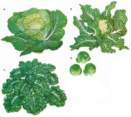 Cabbage (A), cauliflower (B), and brussels sprouts (D) all belong to the same Brassica species although they differ greatly in appearance. Like curly kale (C), they are all hardy and some varieties can stand quite cold winters.