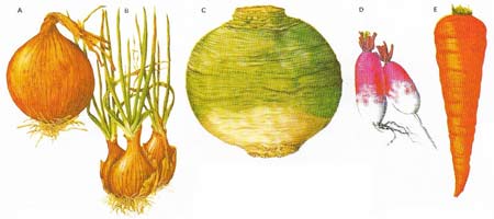 Bulbs and roots are widely grown. Onions (A) were an important crop in ancient Egypt. The shallot (B) forms new bulbs by the side of the old. The 'roots' of turnips (C) and radishes (D) are actually modifications of the stem base. The carrot (E) is a biennial that builds up a food store in its tap root for the following year.