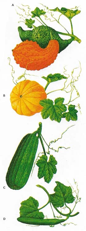 The fruits of the cucurbits are soft-fleshed with a high water content.