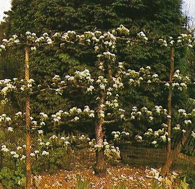 Fruit trees in gardens are grown on a smaller scale and can be trained against a wall espalier style, like this pear tree, so as to take up less space and not shade other plants.