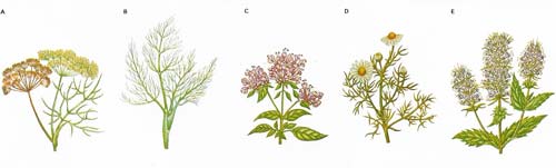 Dill (Anethum graveolens) (A) is a European herb particularly popular in Scandinavian, German, Russian, and Balkan cookery. Both leaves and seeds are used to impart an aniseed flavor to sauces and vinegars, salads, and pickles. Fennel (Foeniculum vulgare) (B) comes from the Mediterranean and is much used in flavoring Provencal dishes. Stalks, leaves, and seeds have a liquorice flavors that associates well with pork and veal. It is traditional with fish and as an addition to forcemeats and sauces. Grilled sea bass and red mullet are flamed on a bed of dried fennel. Finely chopped leaves may also be used in Mediterranean cooking to season meat, poultry, soups, and omelettes. It is known in the dried form as oregano. It may be used instead of thyme. Camomile (Anthemis nobilis) (D), both wild and sweet, grows in Europe and Asia. The aromatic flower heads are used dried as infusions and in herbal teas and sometimes in the manufacture of vermouth and other apertifs, as well as lotions. Mint (Mentha sp) (E) has many species and varieties. In many parts of the world the strongly flavored leaves are cooked whole with young summer vegetables and used, finely chopped, in jellies and chutneys. It is also used to flavor cool summer drinks, cups, and juleps. It is relatively unknown in French cuisine but is a common seasoning in the Middle East where it is often added to chutneys and yogurts.