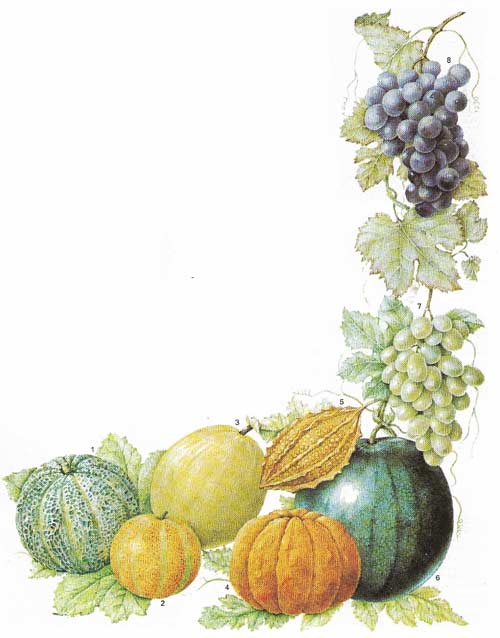 Melons and grapes both need a great deal of sun and water. The fruits of the melon may need to be supported in nets while growing. Most grapes are grown for wine but many fine varieties are grouse as desserts or for drying.