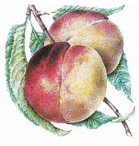 The peach, like the apricot, originally came from China.