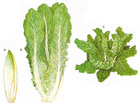 Leafy plants for salads and cooking include chicory (A), whose young shoots are forced in winter, lettuce (B), and spinach (C), of which there are two species to cover winter and summer cropping.