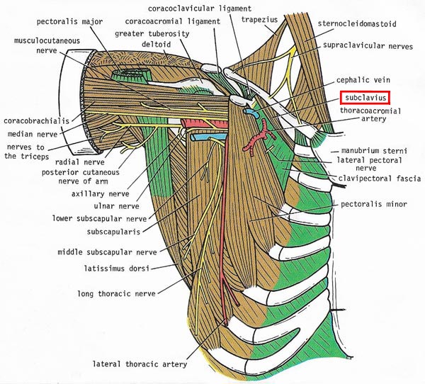 Pectoral region and axilla, showing suclavius muscle