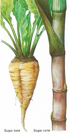 Sugar beet and cane