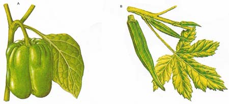 Sweet peppers (A) belong to the genus Capsicum, native of the American tropics. The seed pods of okra or gumbo (B) are picked ten weeks after planting.