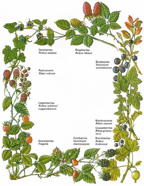 Types of berry