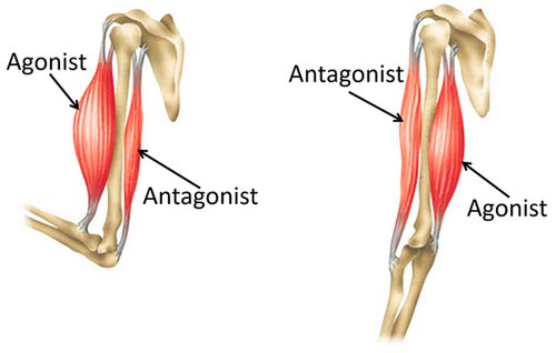 When a muscle contracts it is called the 'agonist' and when it relaxes it is called the 'antagonist'.