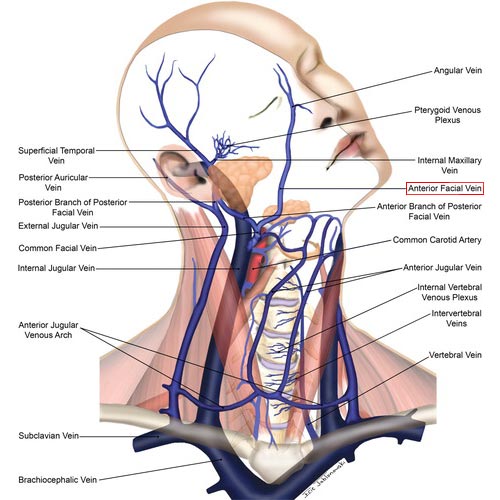 anterior facial vein