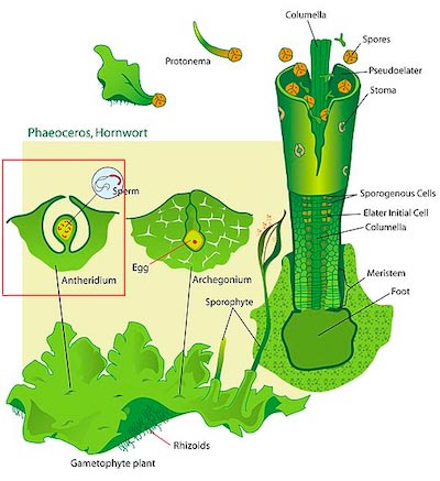 antheridium