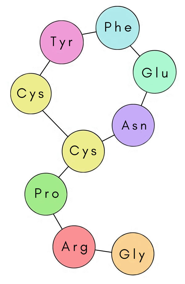 antidiuretic hormone