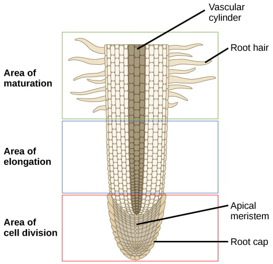 apical meristem