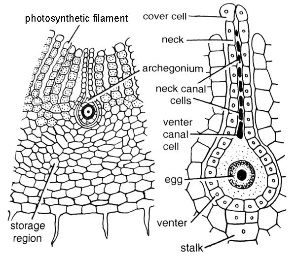 archegonium