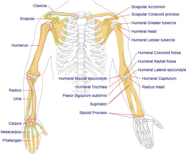 arm bones