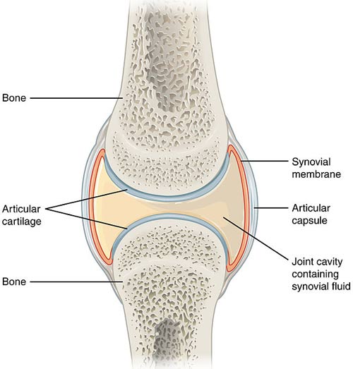 articular capsule