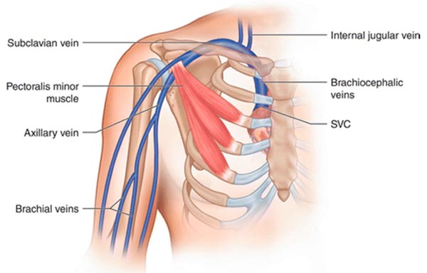 Axillary vein