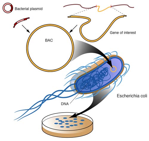 Bacterial artificial chromosome