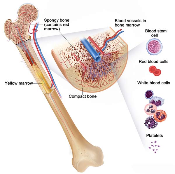 bone anatomy