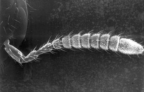 The left antenna of the rove beetle Aleochara bilineata. This image was taken through a scanning electron microscope.