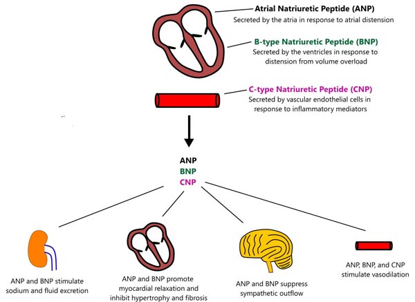 natriuretic peptide physiology