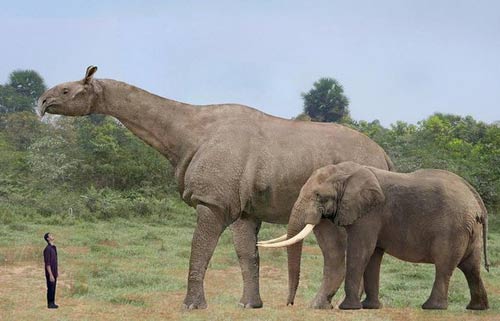 Baluchitherium