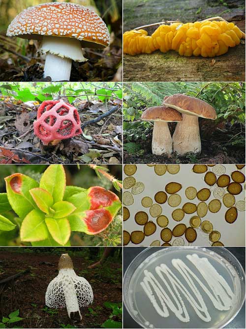 Basidiomycota collage