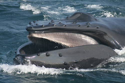 Baleen hair is attached to each baleen plate.