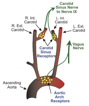 Location and innervation or arterial baroreceptors.