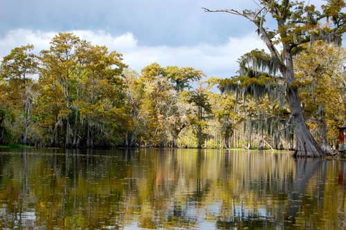 A bayou in Louisiana