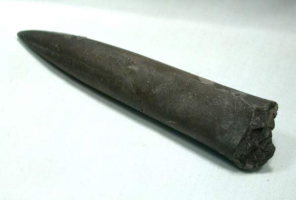 Fossil of a belemnite (sp. Cylindroteuthis puzosiana) from the middle Jurassic.